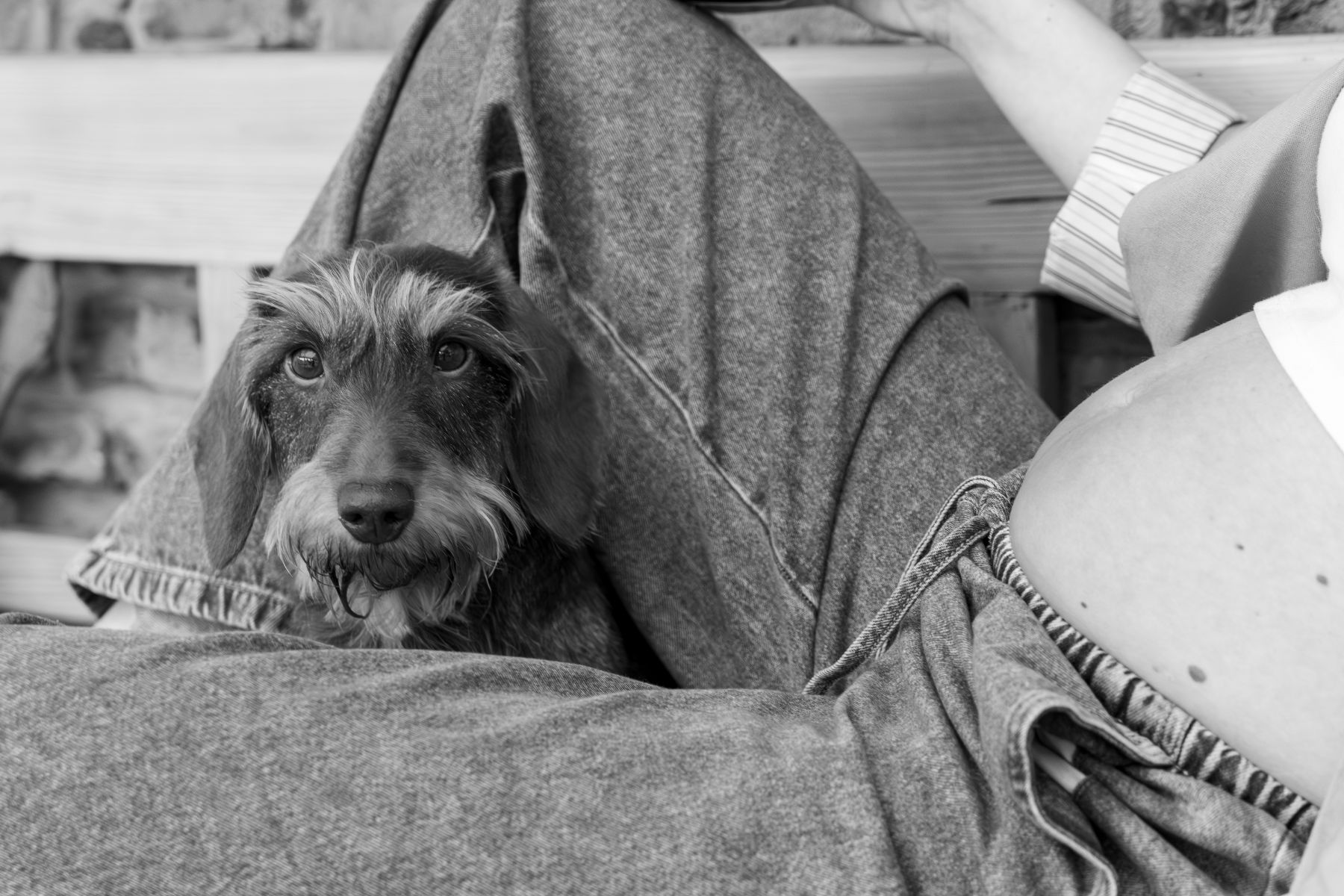 Ein kleiner Hund sitzt zwischen den Beinen einer Person, die Jeans trägt. Die Szene ist in Schwarz-Weiß gehalten.